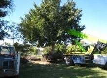 Kwikfynd Tree Management Services
ruddsgully